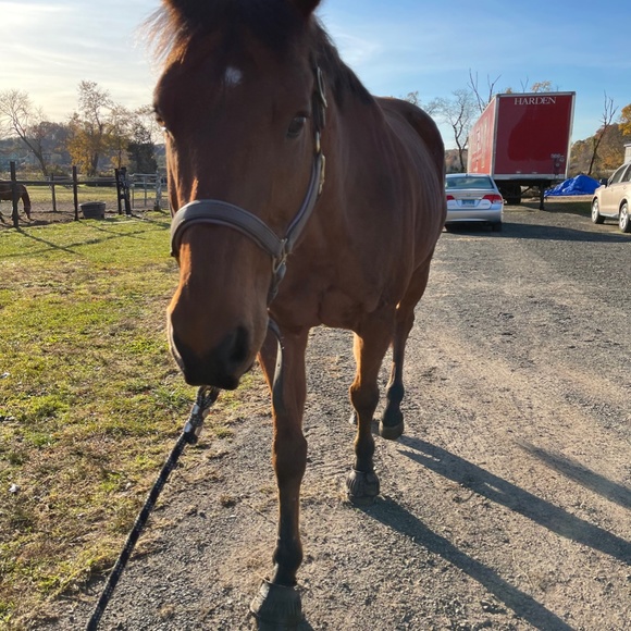 My Daughter is an Equestrian and I am OCD - Picture 2 of 2